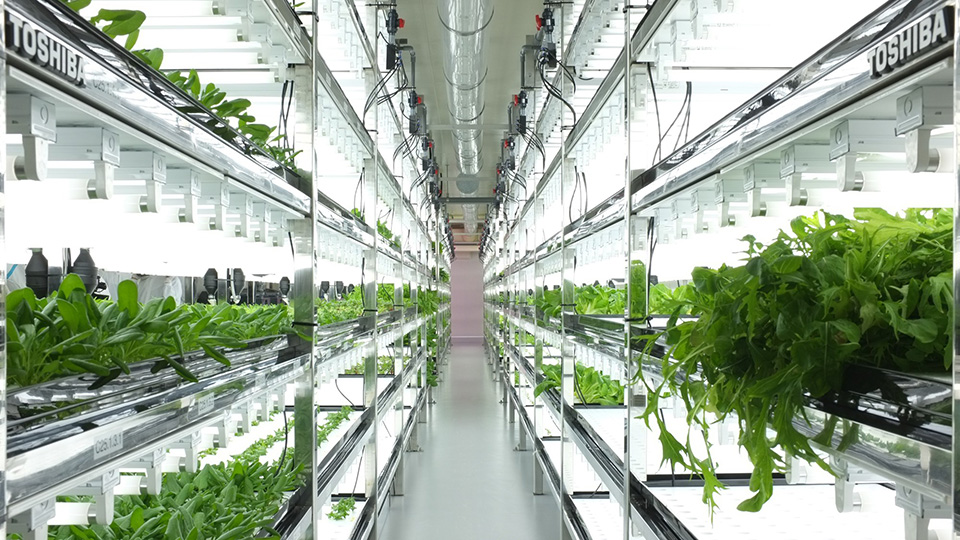 Toshiba Hydroponic Systems Introduces the Urban Farms of ...