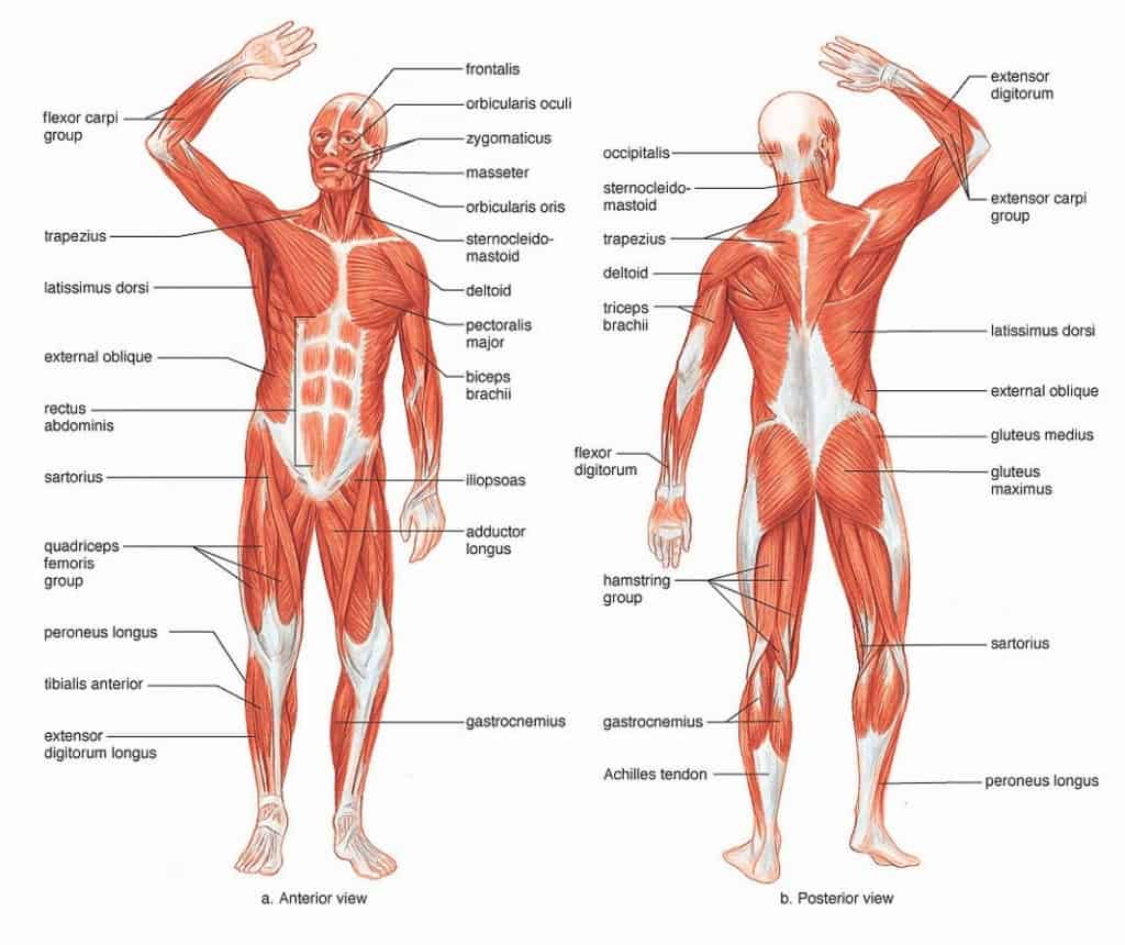 Human Muscle Groups Diagram Abdominal Muscle Group Diagram Anatomy Human Body