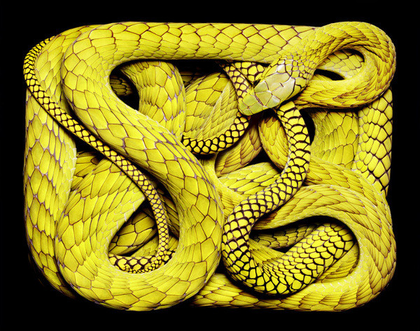 guido-mocafico_snake-photography_serpens-collection_1