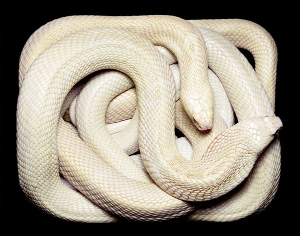 guido-mocafico_snake-photography_serpens-collection_11