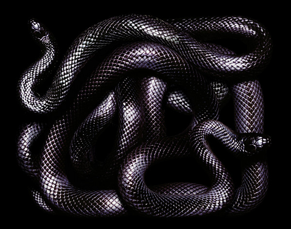 guido-mocafico_snake-photography_serpens-collection_12