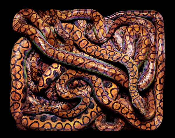 guido-mocafico_snake-photography_serpens-collection_2