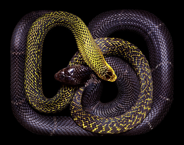 guido-mocafico_snake-photography_serpens-collection_3