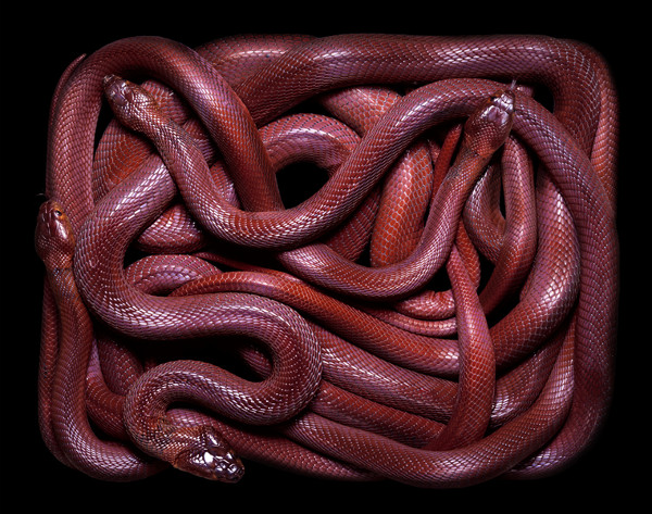guido-mocafico_snake-photography_serpens-collection_4