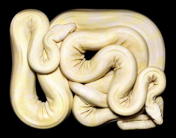 guido-mocafico_snake-photography_serpens-collection_5