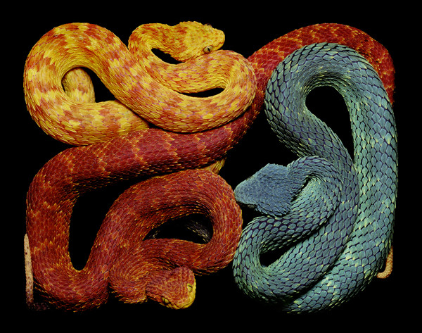 guido-mocafico_snake-photography_serpens-collection_7