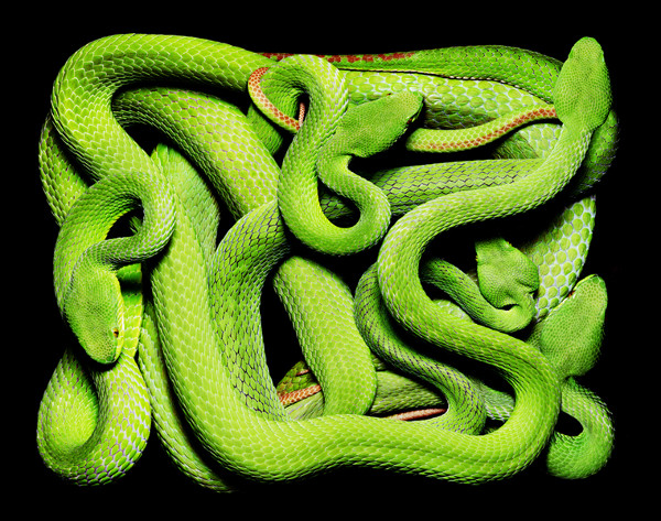 guido-mocafico_snake-photography_serpens-collection_8