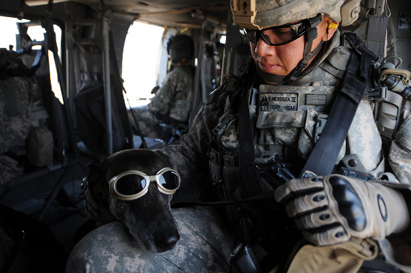 dogs-of-war_1