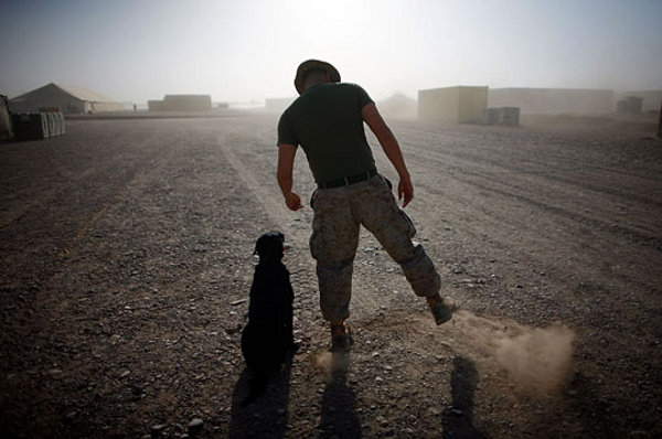 dogs-of-war_3
