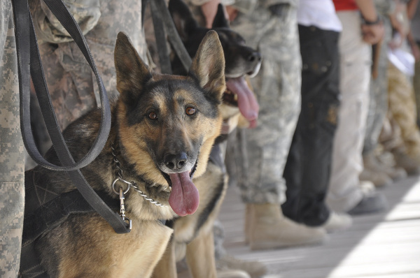 dogs-of-war_5