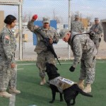 Canine Heroes: a Tribute to Dogs in Service
