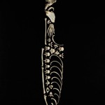 Bone Art by Francois Robert: Stop the Violence