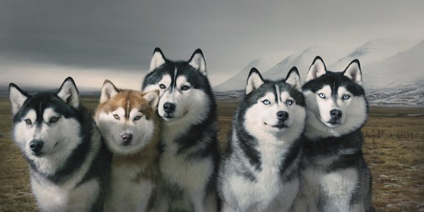 Dog Photography by Tim Flach 10
