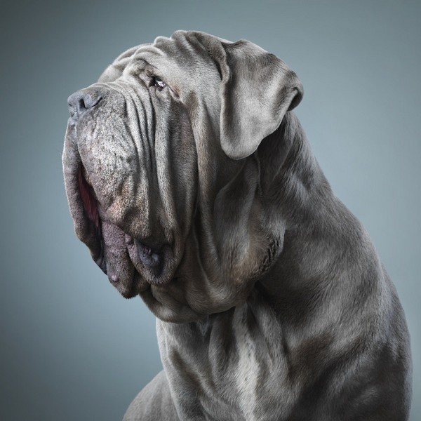 Dog Photography by Tim Flach 4
