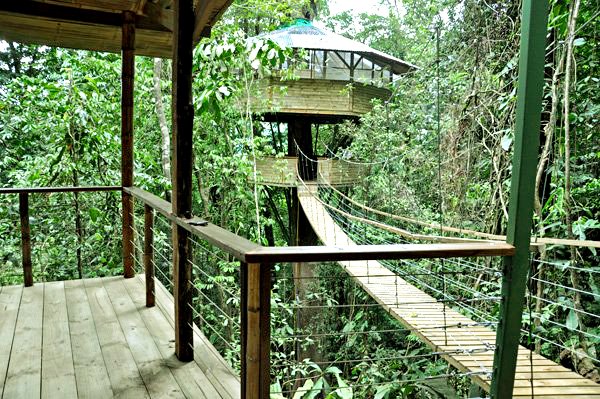 Jungle Costa Rica 5