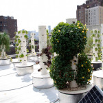 Rooftop Hydroponic Garden NYC