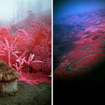 Infrared Conflict by Richard Mosse