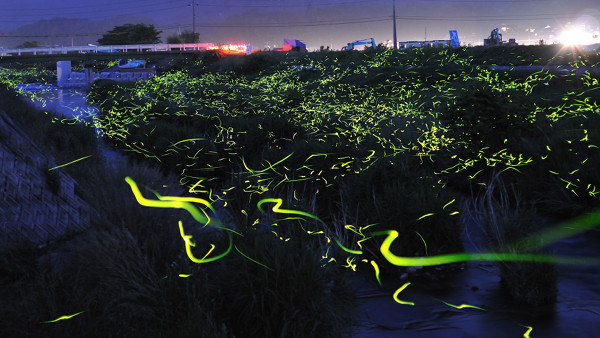 Slow Shutter Fireflies 1