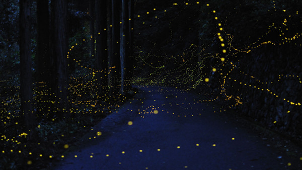 Slow Shutter Fireflies 10