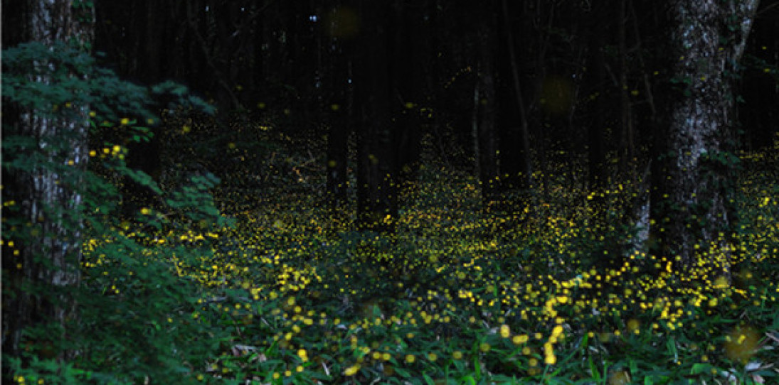 Slow Shutter Fireflies by Tsuneaki Hiramatsu