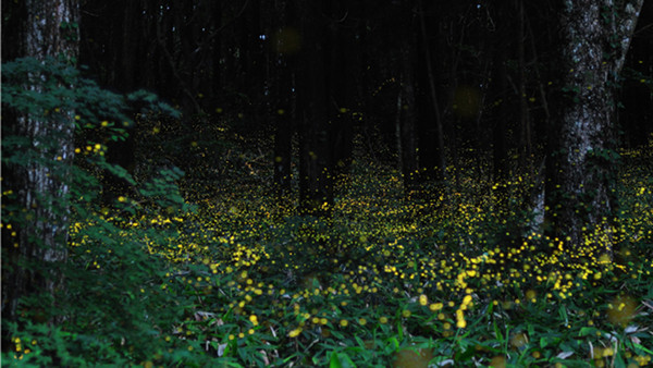 Slow Shutter Fireflies 11