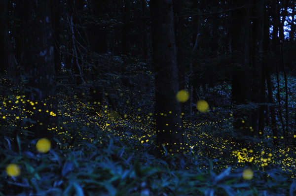 Slow Shutter Fireflies 4