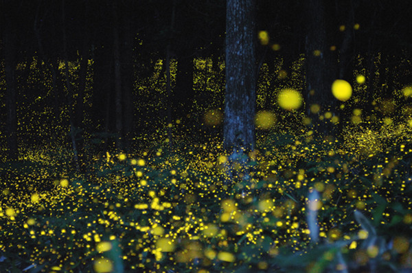 Slow Shutter Fireflies 5