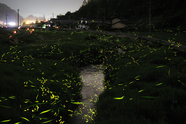 Slow Shutter Fireflies 6