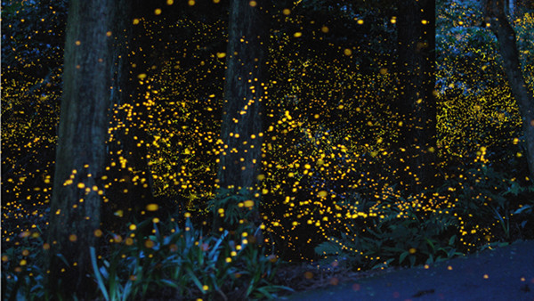 Slow Shutter Fireflies 7