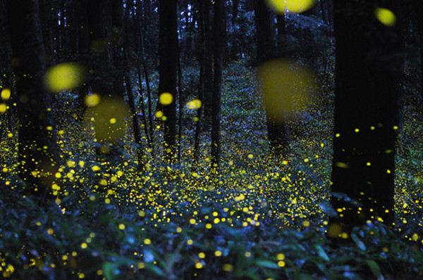 Slow Shutter Fireflies 8