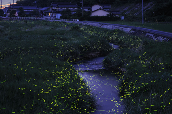 Slow Shutter Fireflies 9
