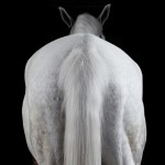 Portraits of Horses by Peter Samuels