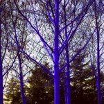 Blue Trees by Konstantin Dimopoulos