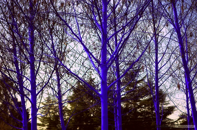 Blue-Trees 4