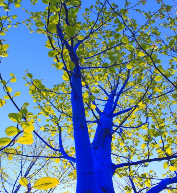 blue trees 3
