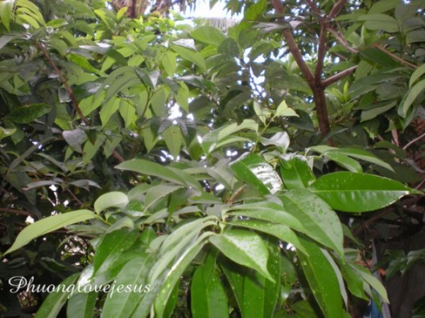 subtropical Indian-Rainforest-e1333391129849 3