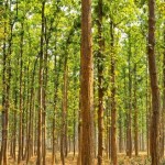 Man Single-Handedly Plants 1400 Acre Forest
