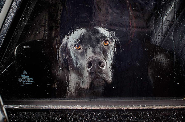 Dogs in Cars by Martin Usborne 1