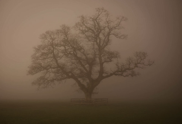 Castlemartyr-Resort---Ghost-Tree
