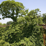 Kew Gardens’ Sky-High Walkway Overlooks a London Park