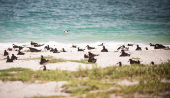 Abandoned Beach Forts of Florida - black skimmers