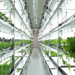 Toshiba Hydroponic Systems Introduces the Urban Farms of the Future