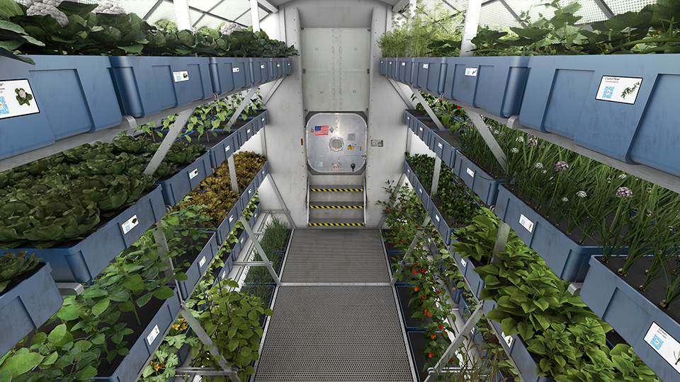 Vegetables Grown in Space - Mars Mission Food Research - 1