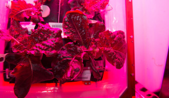 Vegetables Grown in Space - Mars Mission Food Research - 2