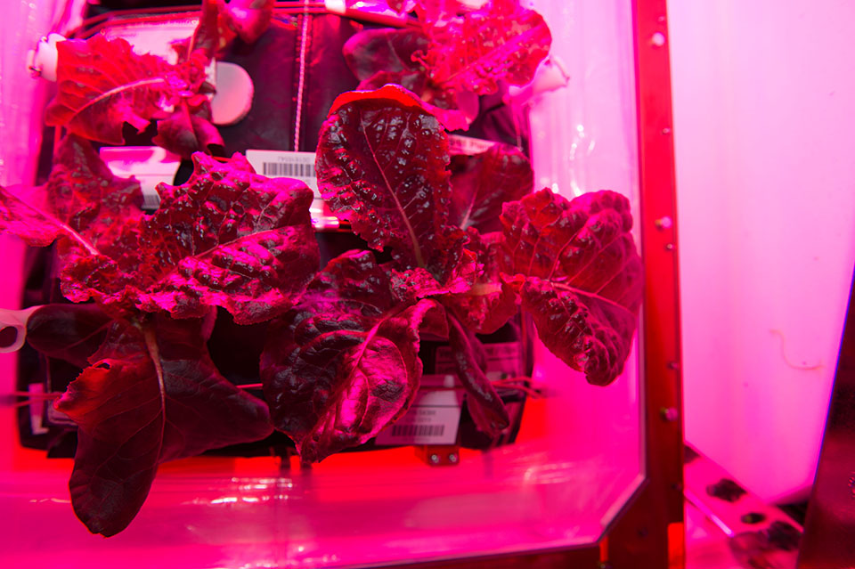 Vegetables Grown in Space - Mars Mission Food Research - 2