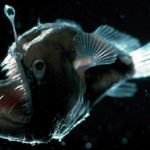What Lies Beneath: 17 Awesome Undersea Animals