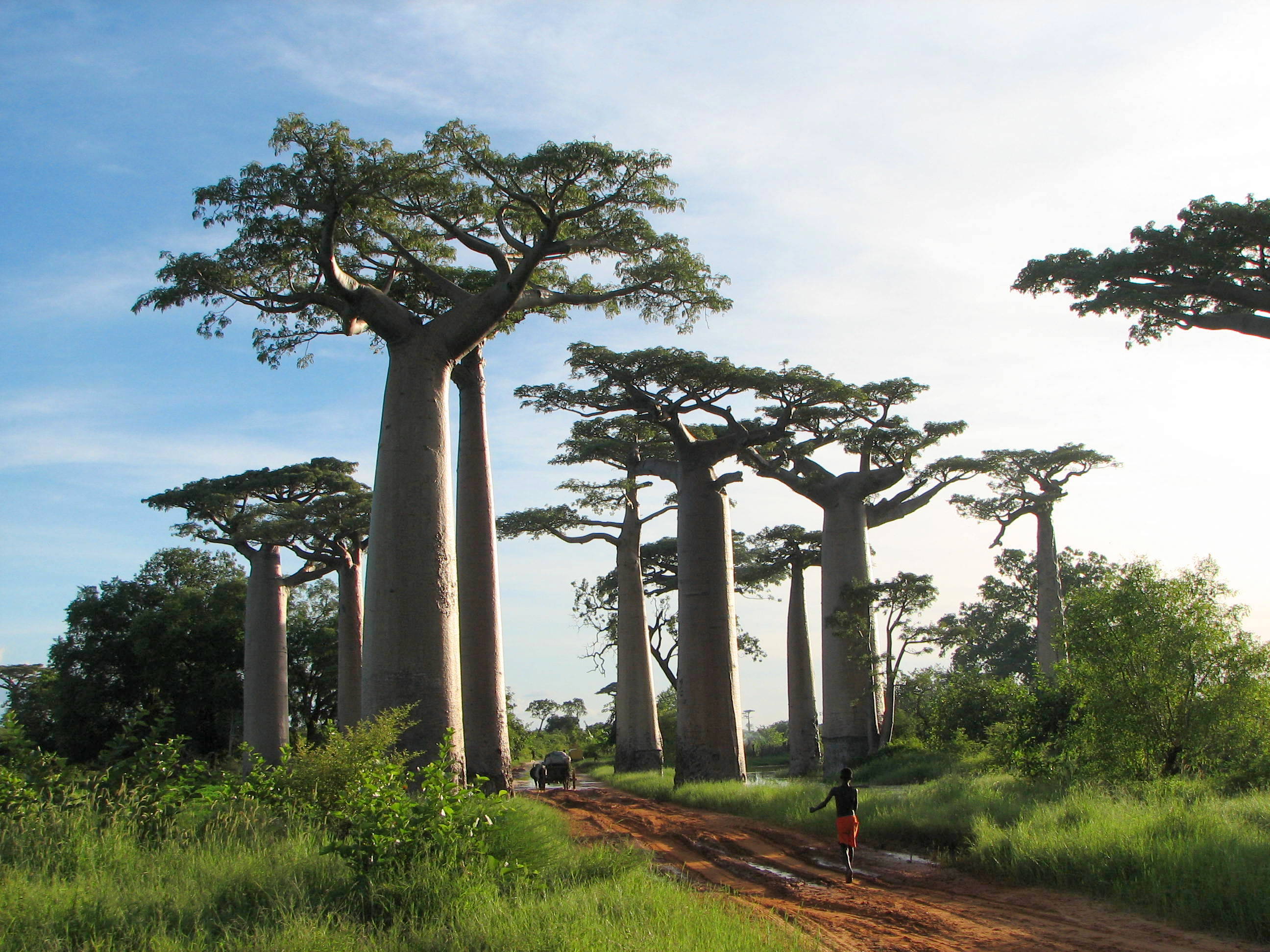 Beautiful Baobab Trees