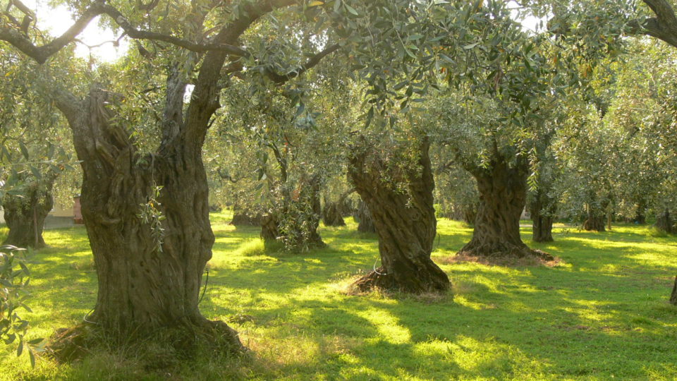 The majestic Olive tree