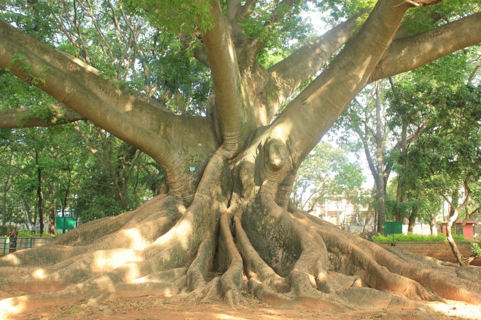 Silk Cotton Trees, Cambodian ruins of Ta Prohm