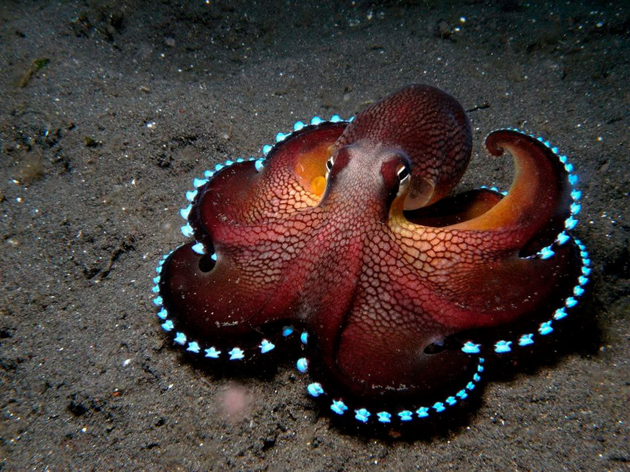 Bioluminescent Octopus - undersea animals